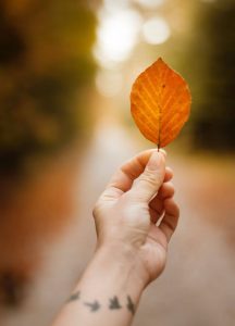 Autumn beauty